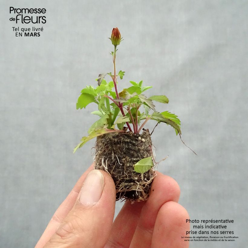 Exemplar von Bee Licious Zusammensetzung - Set aus 3 Pflanzen Mini-Plug Ø 3/4 cm wie im Frühjahr geliefert