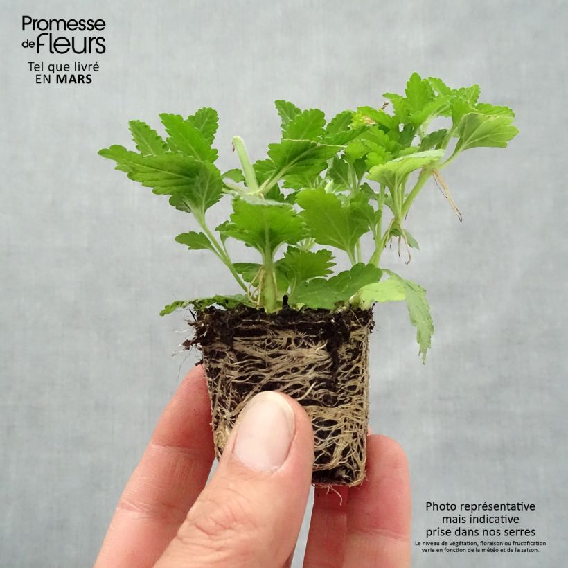 Exemplar von Zusammensetzung Belle Epoque - 3 Garten-Verbene Mini-Plug Ø 3/4 cm wie im Frühjahr geliefert