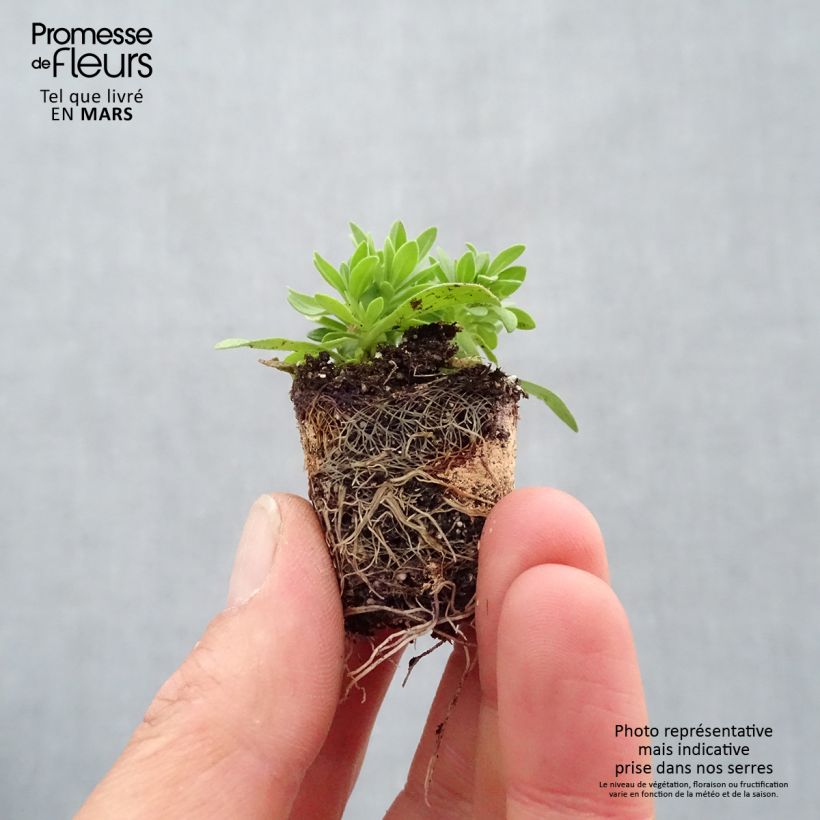 Exemplar von Zusammensetzung Cabaret Pink Paradise Eyes - Zusammensetzung von 3 Calibrachoa Mini-Plug Ø 3/4 cm wie im Frühjahr geliefert