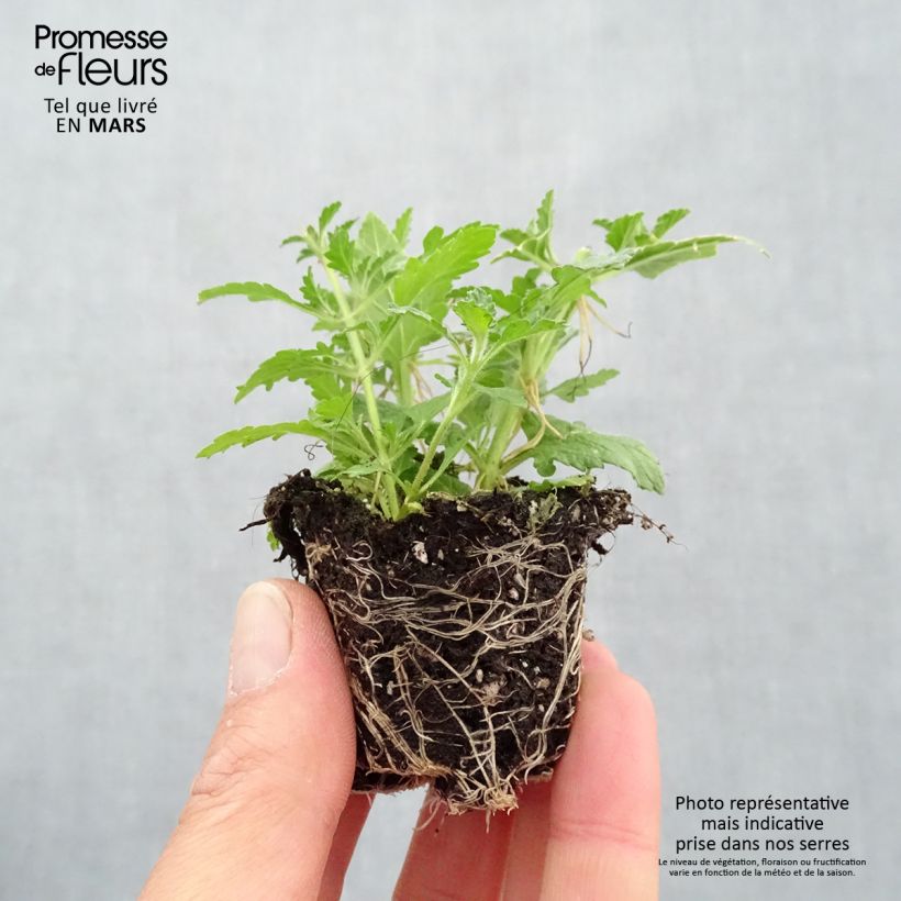 Exemplar von Zusammensetzung Do you lilac it - Zusammensetzung aus 3 einjährigen Pflanzen Mini-Plug Ø 3/4 cm wie im Frühjahr geliefert