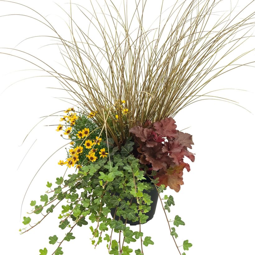 Freudevolle Komposition - Zusammensetzung aus 4 Pflanzen (Wuchs)