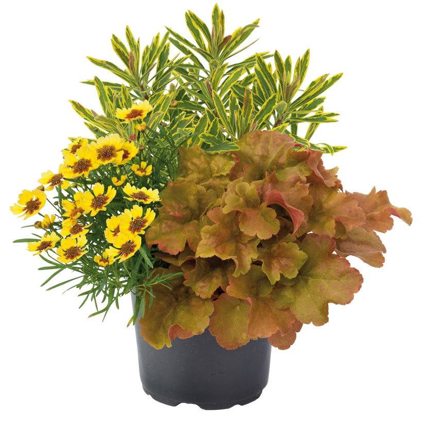 Zusammensetzung Hidden Treasure - eine Komposition aus 3 Pflanzen (Wuchs)