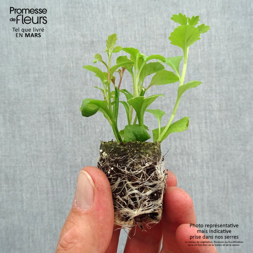 Exemplar von Lobelia erinus Mix - Lobelie Mini-Plug Ø 3/4 cm wie im Frühjahr geliefert