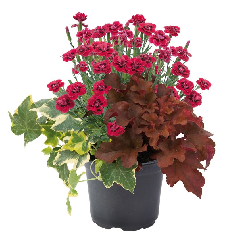 Lucky Charm Zusammensetzung - eine Zusammensetzung aus 3 Pflanzen (Wuchs)