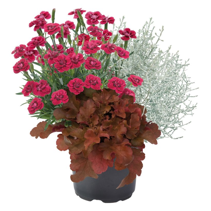 Zusammensetzung Morning Walk - Zusammensetzung aus 3 Pflanzen (Wuchs)