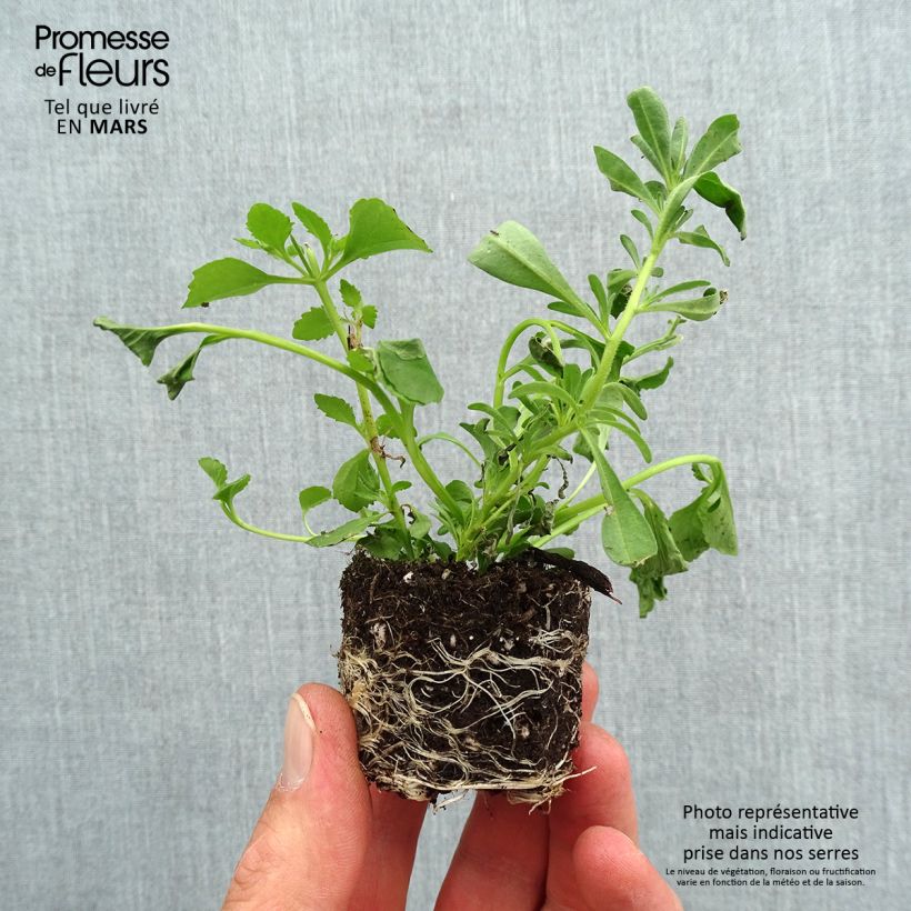 Exemplar von Zusammensetzung Romance 20 - Zusammensetzung aus 3 einjährigen Pflanzen Mini-Plug Ø 3/4 cm wie im Frühjahr geliefert