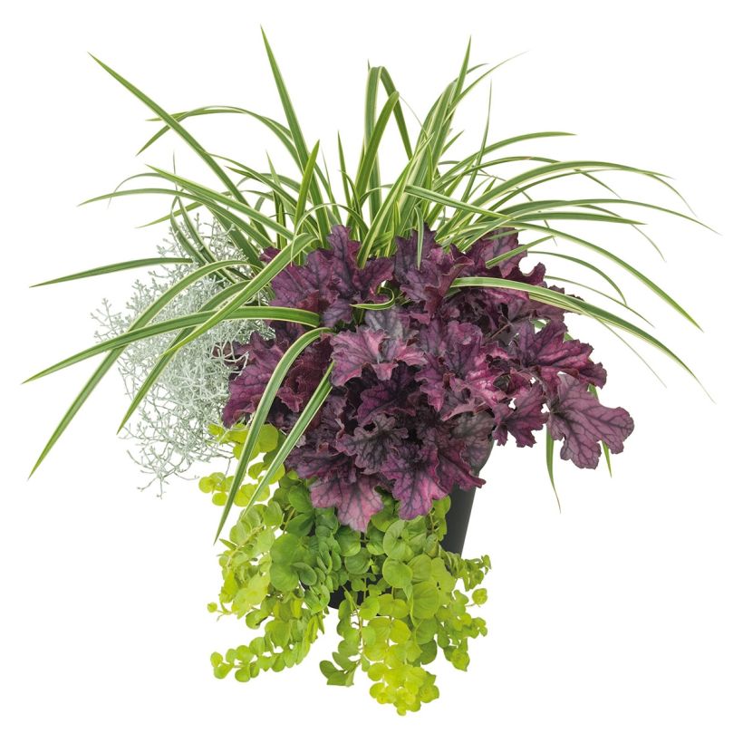 Zusammensetzung Silent Sunday - eine Zusammenstellung von 4 Pflanzen (Wuchs)