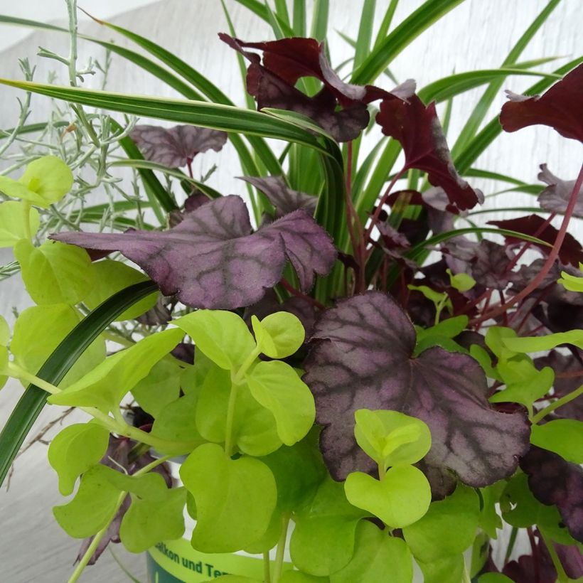 Zusammensetzung Silent Sunday - eine Zusammenstellung von 4 Pflanzen (Laub)