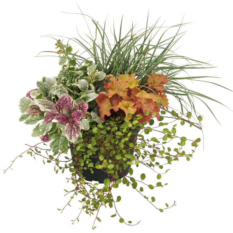 Sunkissed-Komposition - eine Zusammenstellung aus 4 Pflanzen (Wuchs)