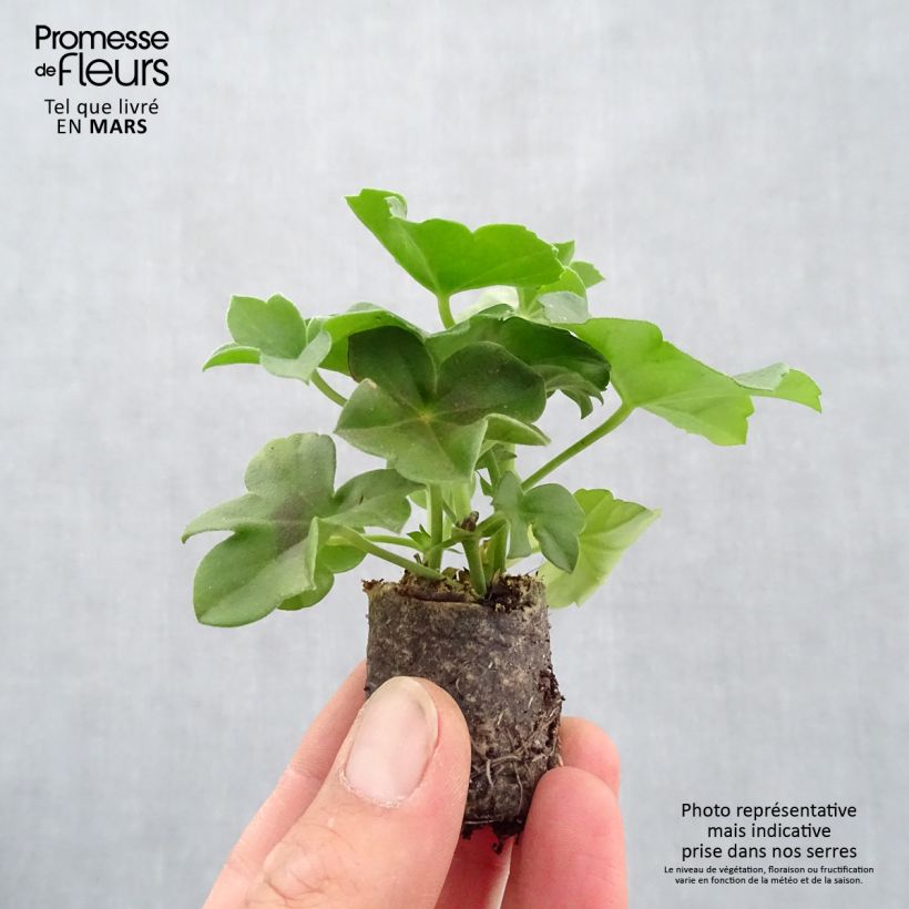 Exemplar von Hängegeranie Collection Mix - Pelargonium Mini-Plug Ø 3/4 cm wie im Frühjahr geliefert