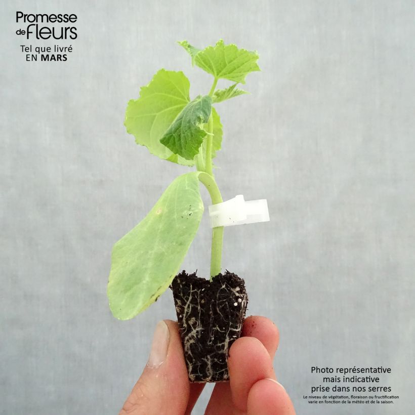 Exemplar von Veredelte Salat-Gurke Crokdelis F1 (Veredelt) Mini-Plug Ø 3/4 cm wie im Frühjahr geliefert