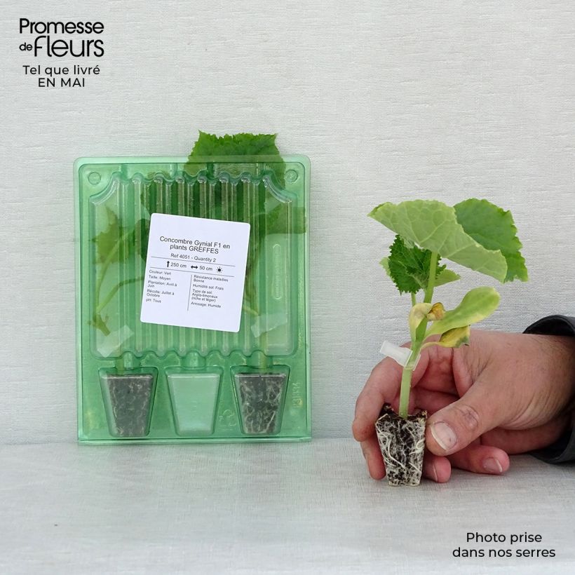 Example of Veredelte Salat-Gurke Gynial F1 (Veredelt) Mini-Plug Ø 3/4 cm as you get in printemps