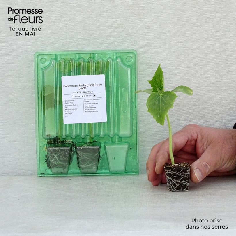 Example of Snack-Gurke Rocky F1 Mini-Plug Ø 3/4 cm as you get in printemps