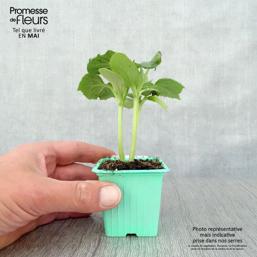 Exemplar von Salat-Gurke Tanja (Pflanzen) Kleine Töpfe von 7/8 cm wie im Frühjahr geliefert