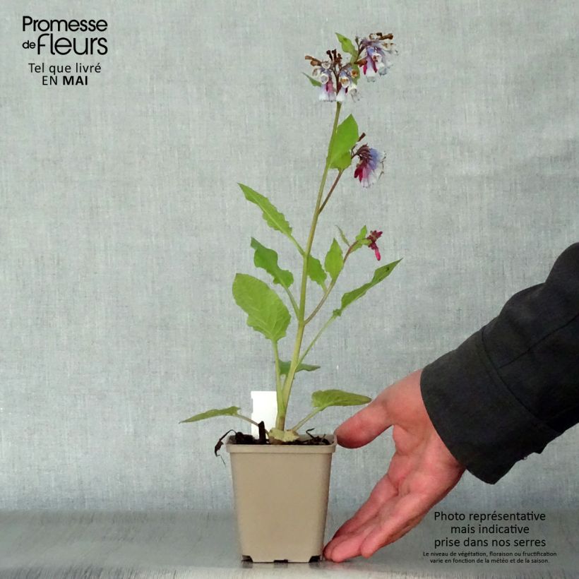 Exemplar von Symphytum grandiflorum Sky Blue Pink - Kleiner Kaukasus Beinwell Kleine Töpfe von 8/9 cm wie im Frühjahr geliefert