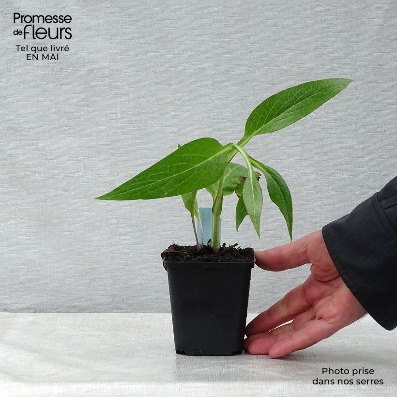 Example of Gemeiner Beinwell - Symphytum officinale Kleine Töpfe von 8/9 cm as you get in printemps