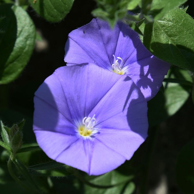 Convolvulus sabatius New Blue Moon - Kriechende Winde (Flowering)