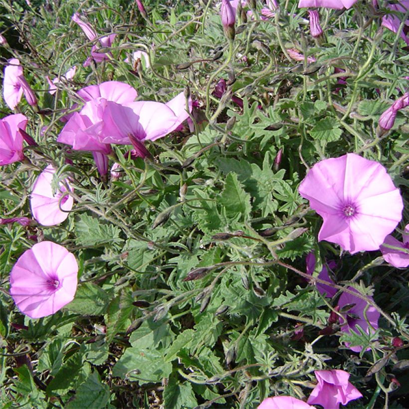 Convolvulus althaeoides - Eibischblättrige Winde (Wuchs)