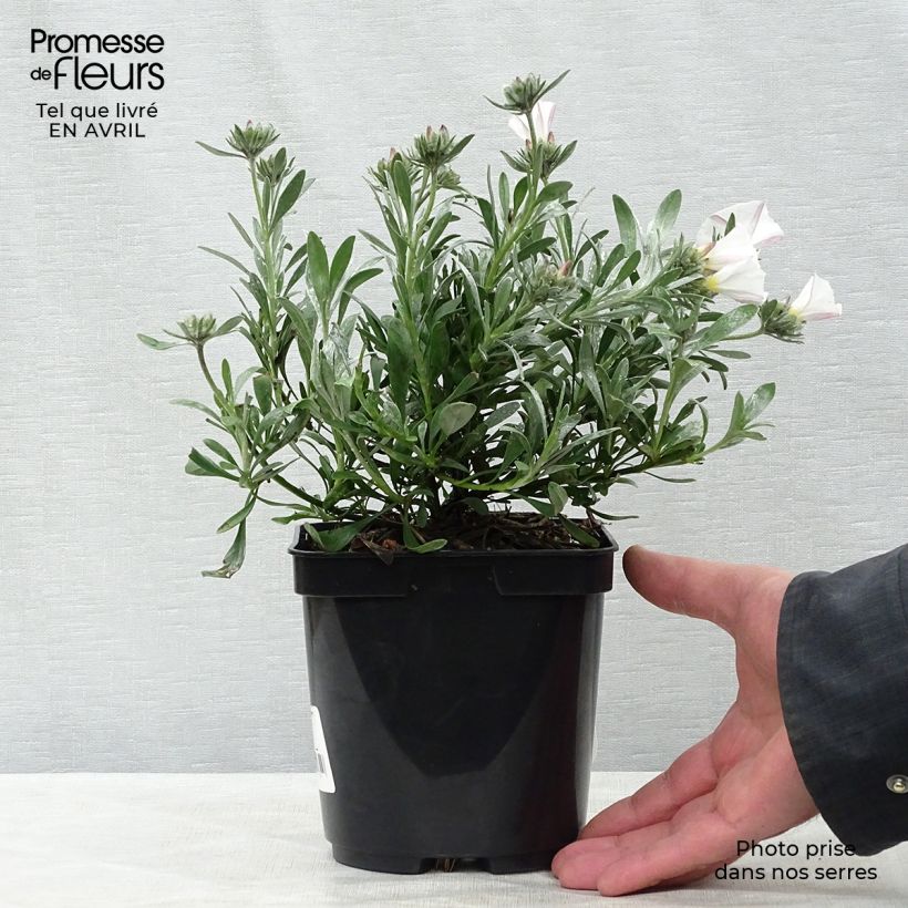 Example of Convolvulus cneorum - Brennende Winde Topf mit 2L/3L as you get in printemps