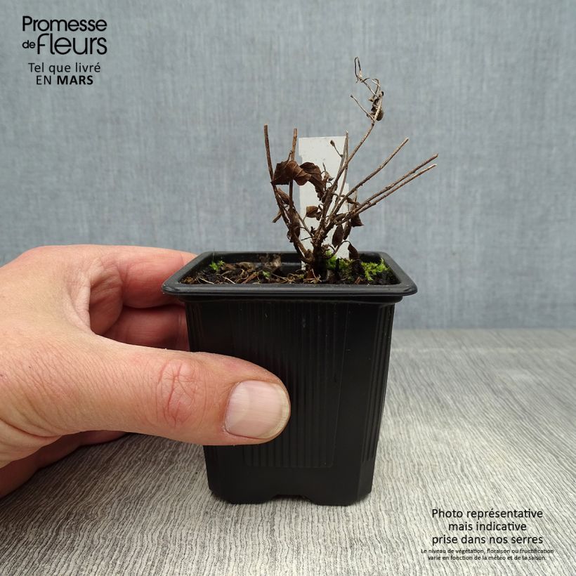 Example of Convolvulus sabatius - Kriechende Winde Kleine Töpfe von 8/9 cm as you get in printemps