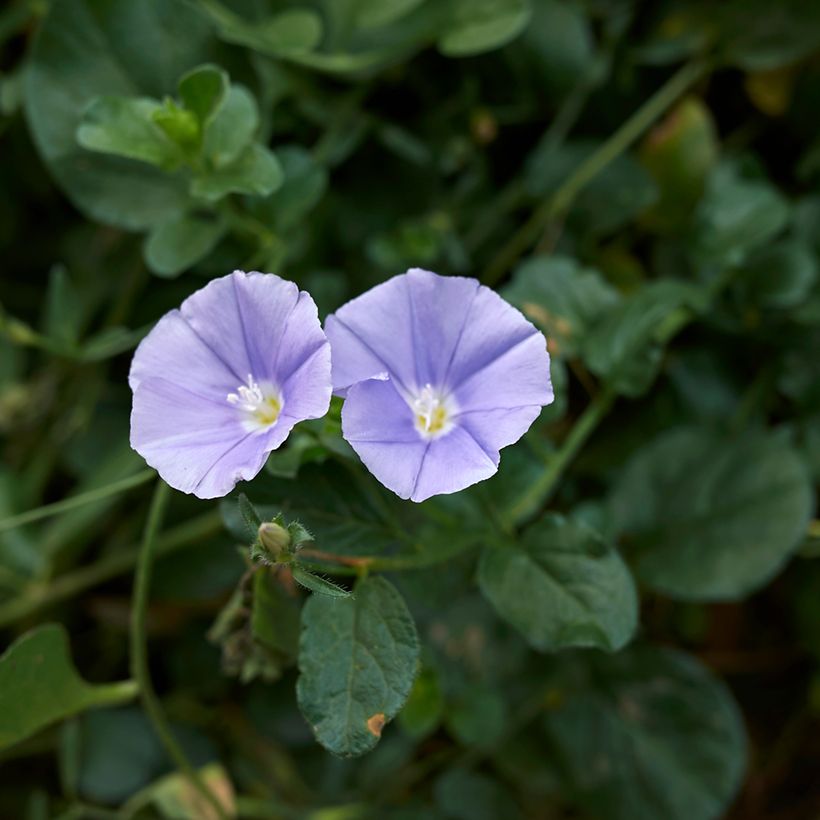 Convolvulus sabatius - Kriechende Winde (Flowering)