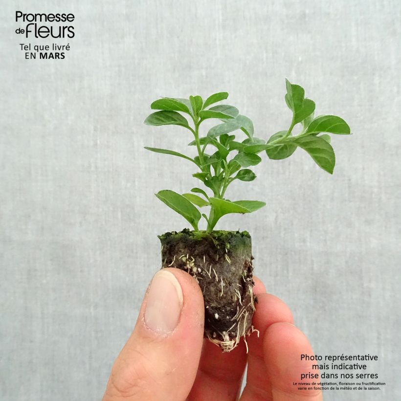 Exemplar von Convolvulus sabatius Maroccan Beauty - Kriechende Winde Mini-Plug Ø 3/4 cm wie im Frühjahr geliefert