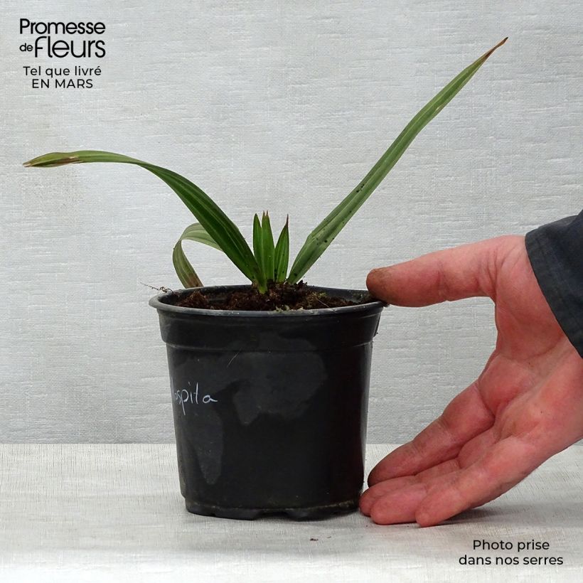 Example of Copernicia hospita - Blaue Yarey-Palme Topf 12 cm / 13 cm as you get in printemps