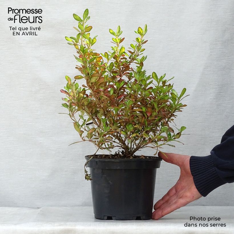 Example of Coprosma Evening Glow Topf mit 2L/3L as you get in printemps