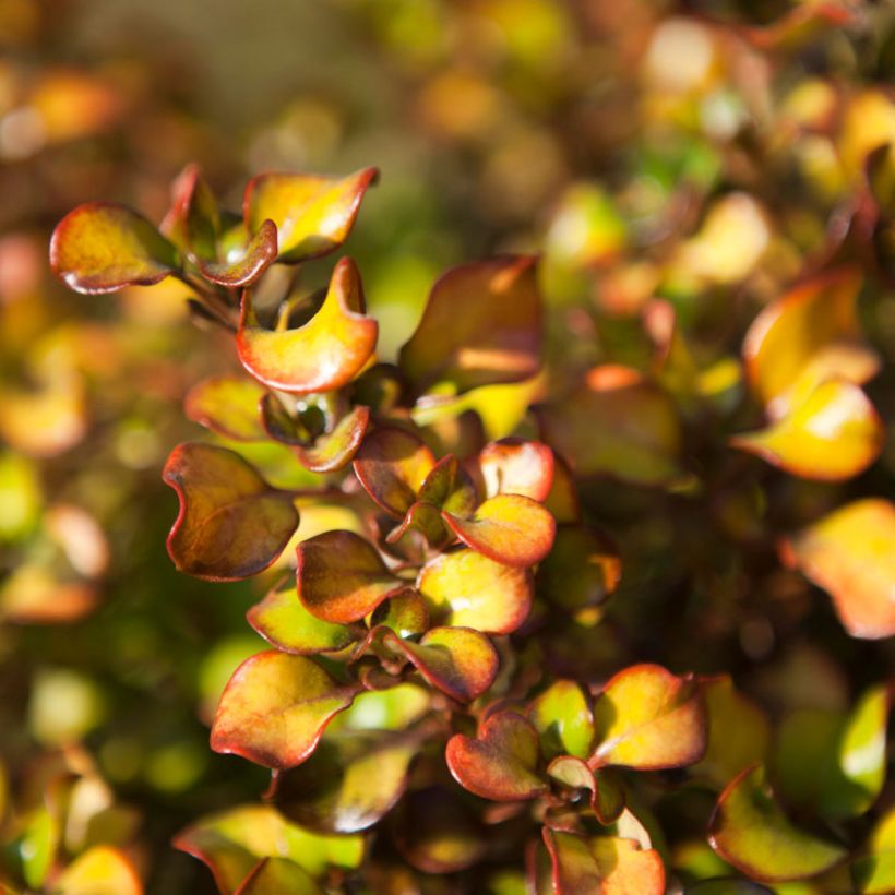 Coprosma robusta Pina colada (Foliage)