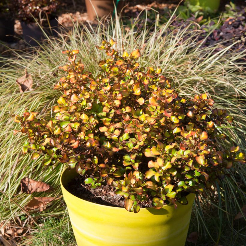 Coprosma robusta Pina colada (Plant habit)