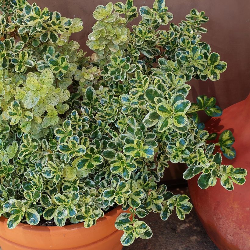 Coprosma repens Marble Queen (Wuchs)