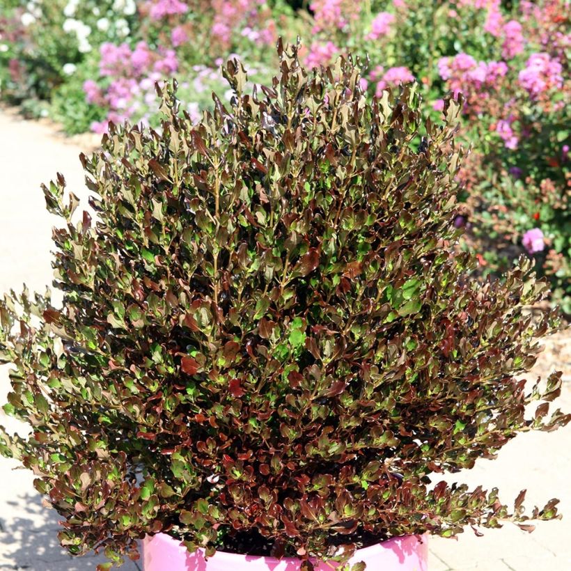 Coprosma Pacific Night (Wuchs)