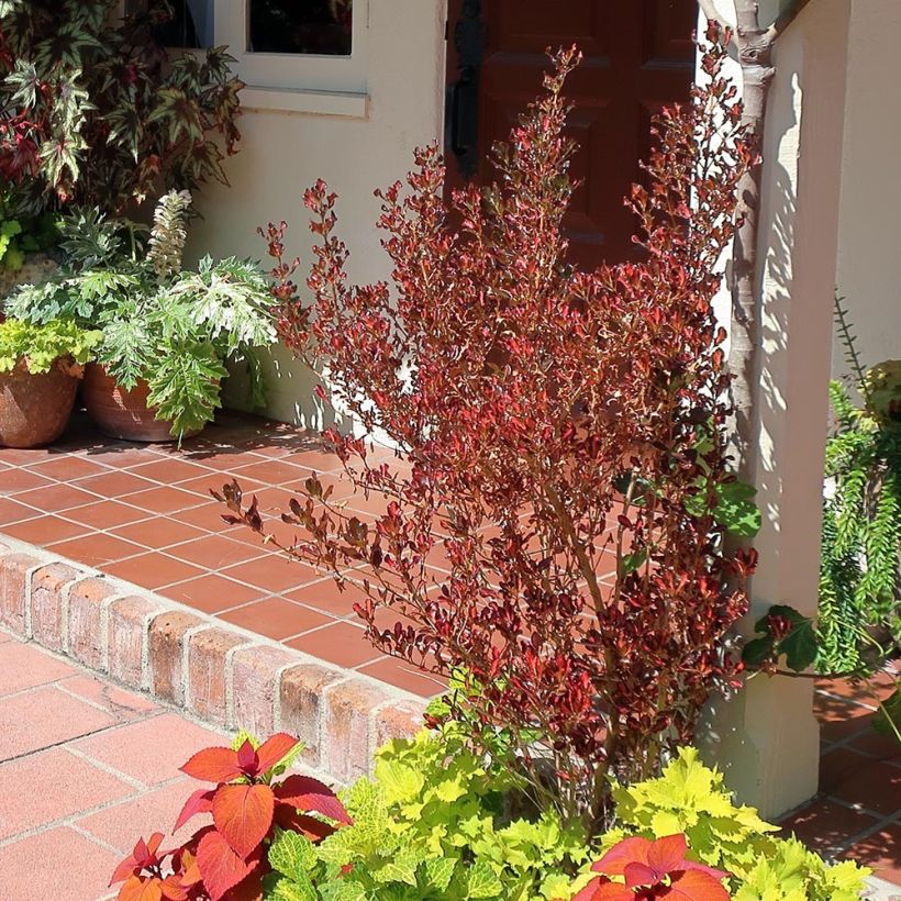 Coprosma Pacific Sunset (Wuchs)