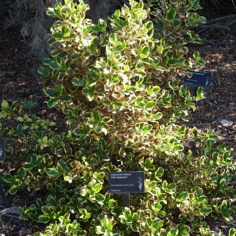 Coprosma repens Pink Splendor (Wuchs)