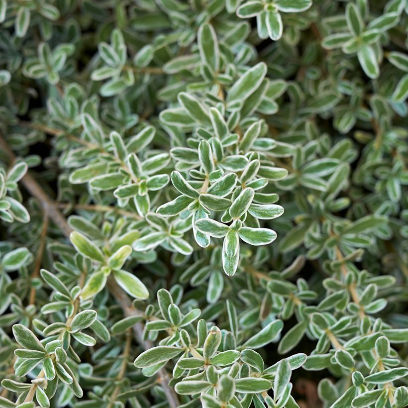 Coprosma kirkii Variegata (Foliage)
