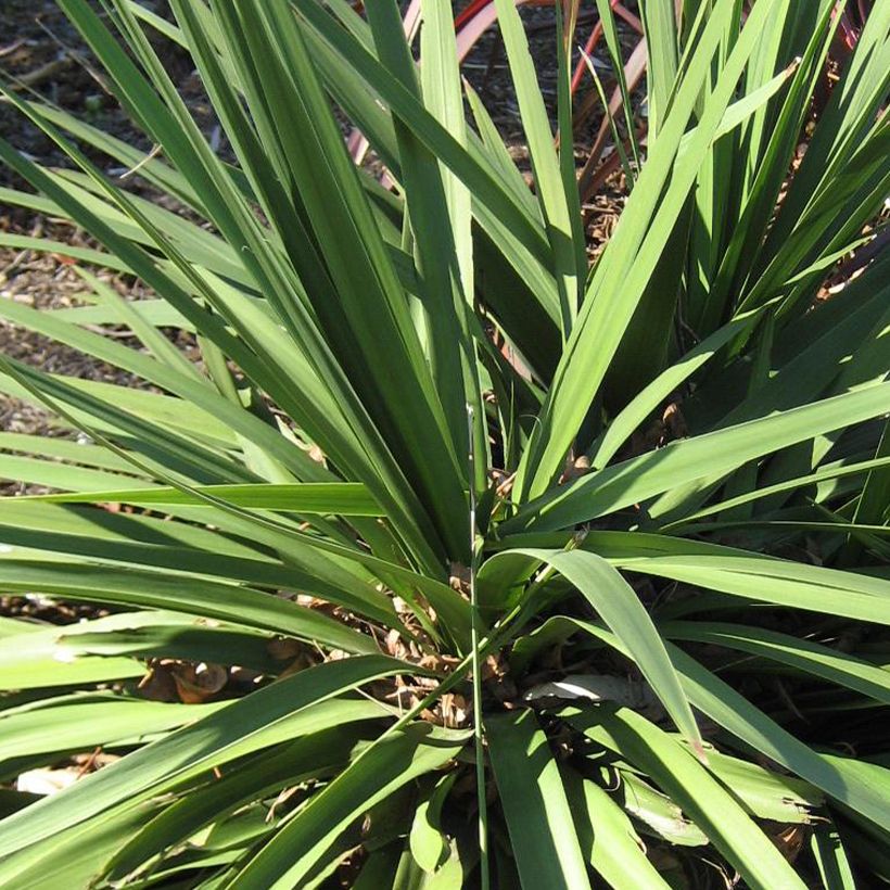 Cordyline australis Ti Tawhiti - Keulenlilie (Foliage)