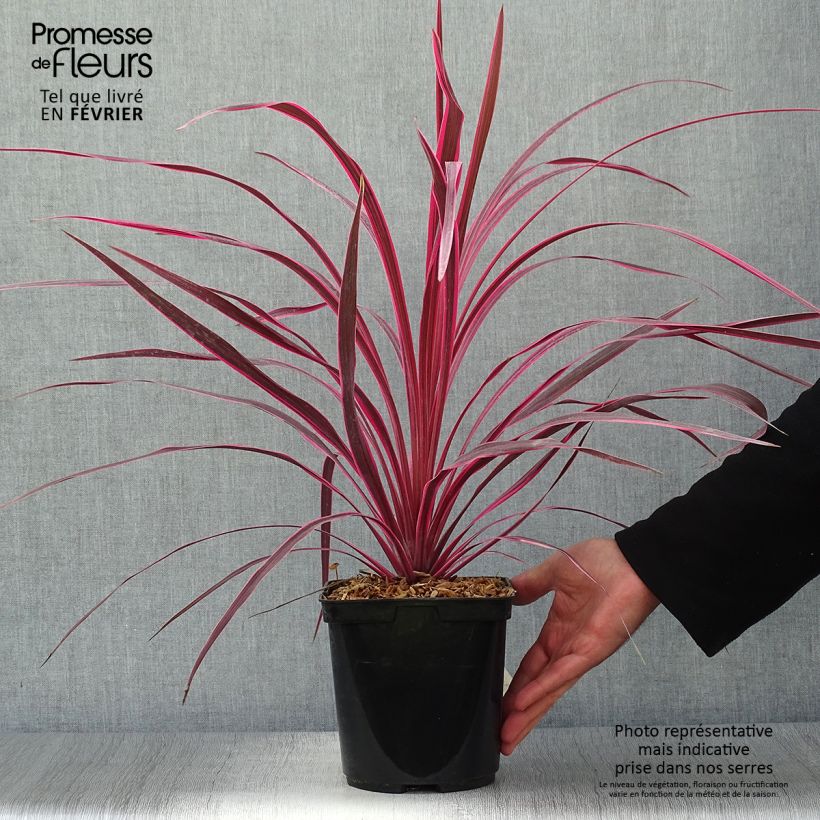 Exemplar von Cordyline australis Cherry Sensation - Keulenlilie Topf mit 2L/3L wie im Herbst geliefert