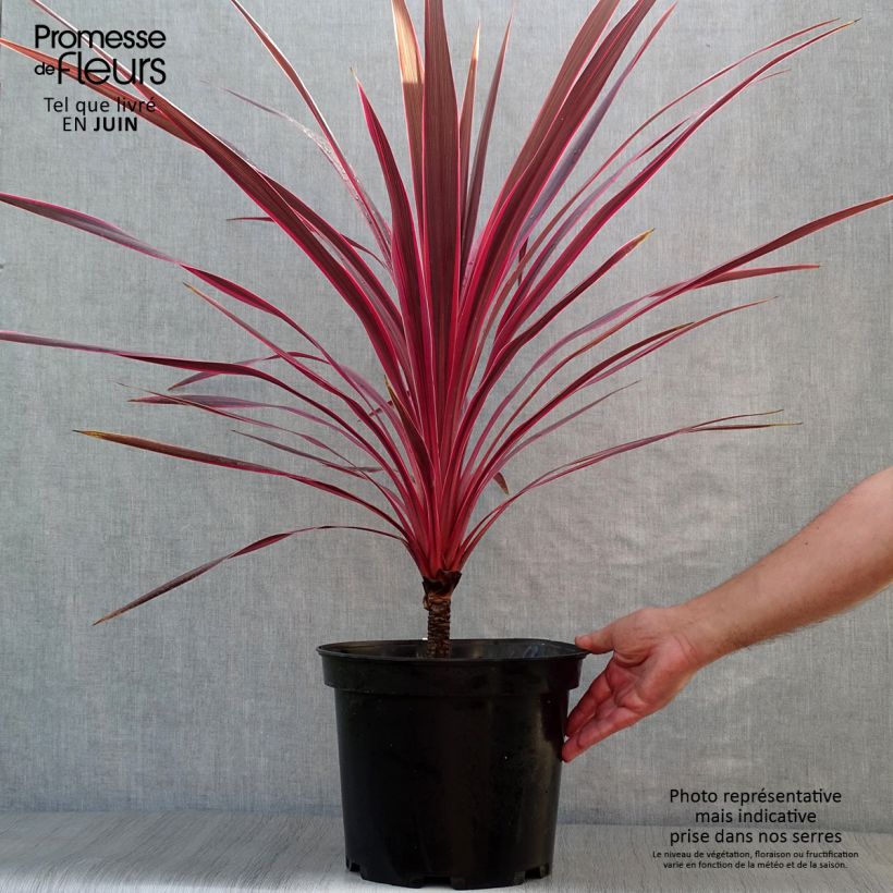 Exemplar von Cordyline australis Cherry Sensation - Keulenlilie Topf mit 6L/7L wie im Sommer geliefert