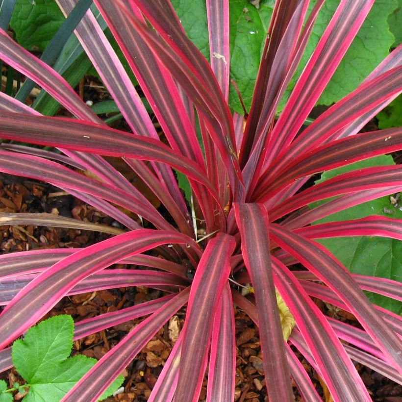 Cordyline australis Cherry Sensation - Keulenlilie (Foliage)