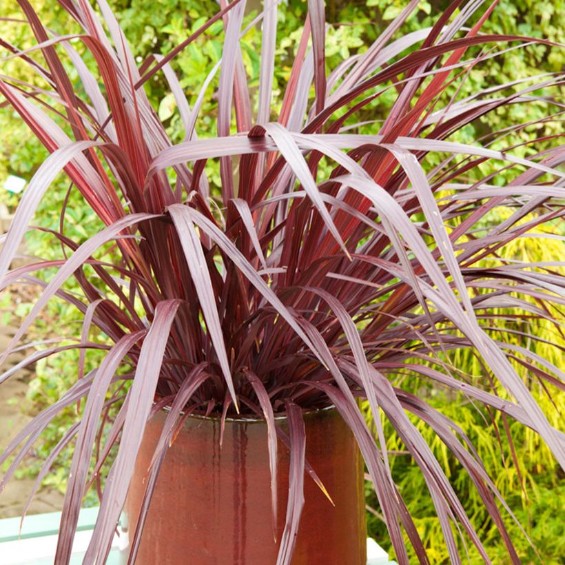 Cordyline australis Design a Line Burgundy - Keulenlilie (Wuchs)