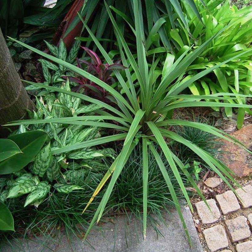 Cordyline australis Peko - Keulenlilie (Wuchs)