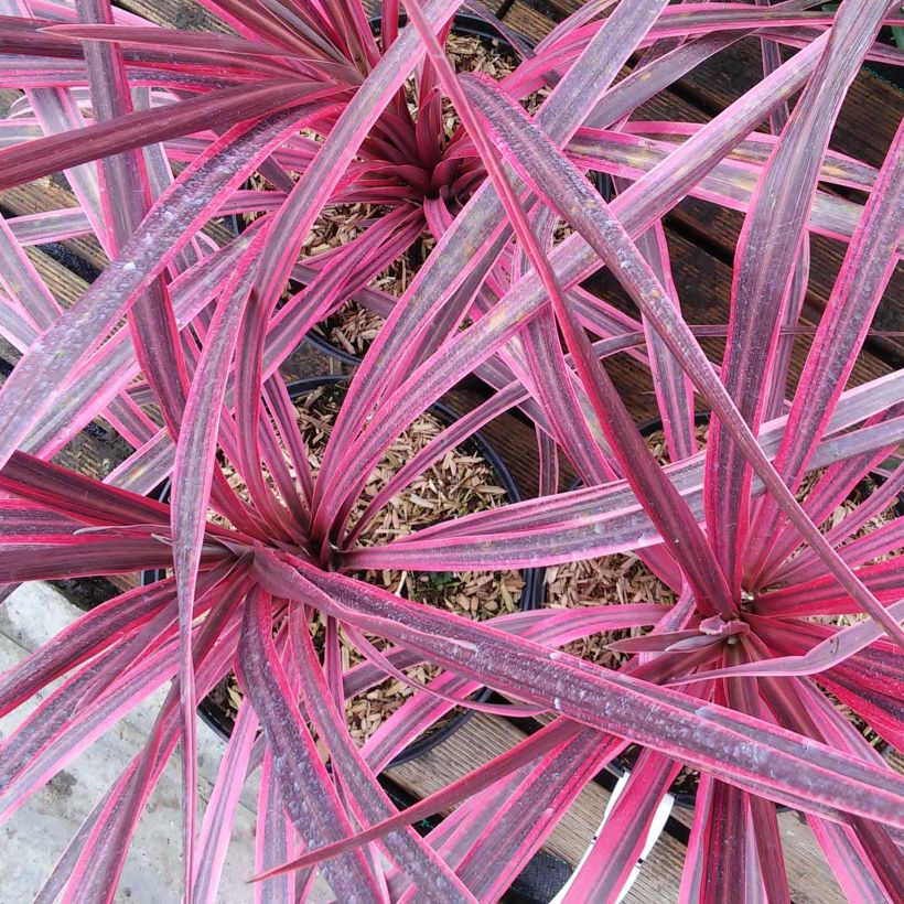 Cordyline australis Pink passion - Keulenlilie (Flowering)