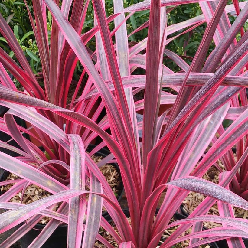 Cordyline australis Pink passion - Keulenlilie (Foliage)