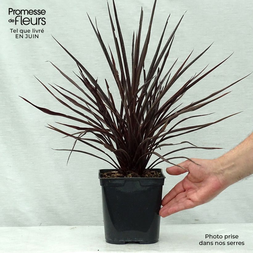 Exemplar von Cordyline australis Red Star - Keulenlilie Topf mit 2L/3L wie im Sommer geliefert