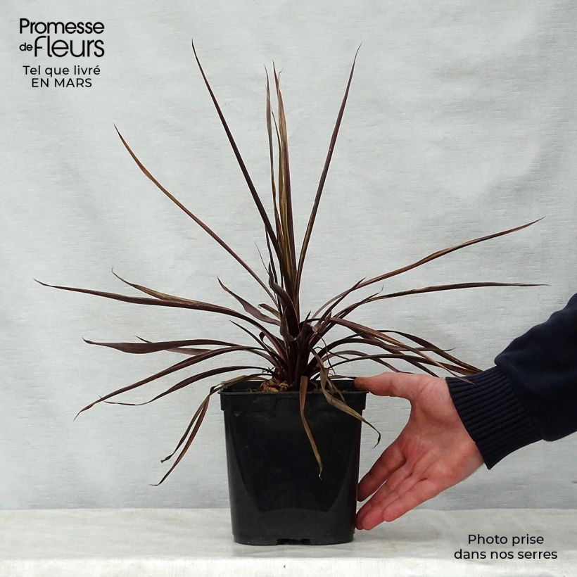Example of Cordyline australis Red Star - Keulenlilie Topf mit 2L/3L as you get in printemps