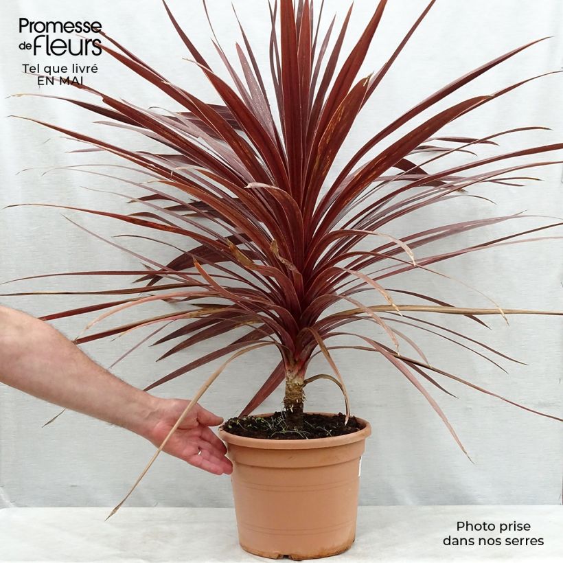 Example of Cordyline australis Red Star - Keulenlilie Topf mit 7,5L/10L as you get in printemps