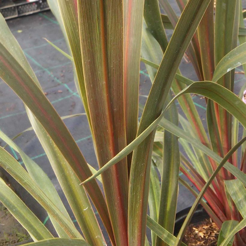 Cordyline australis Sundance - Keulenlilie (Foliage)