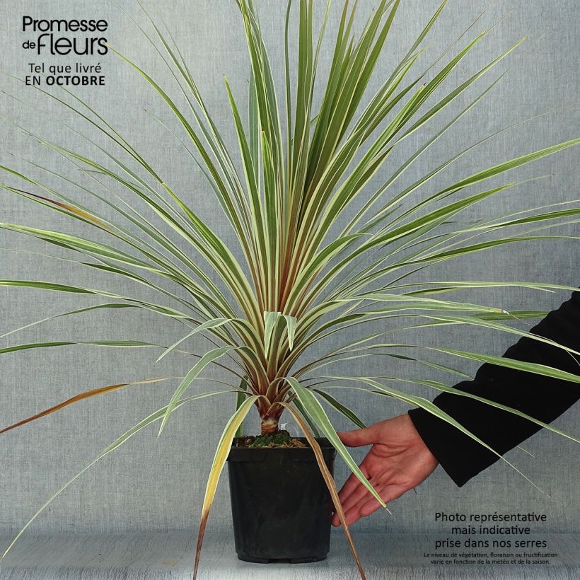 Exemplar von Cordyline australis Torbay Dazzler - Keulenlilie Topf mit 2L/3L wie im Herbst geliefert