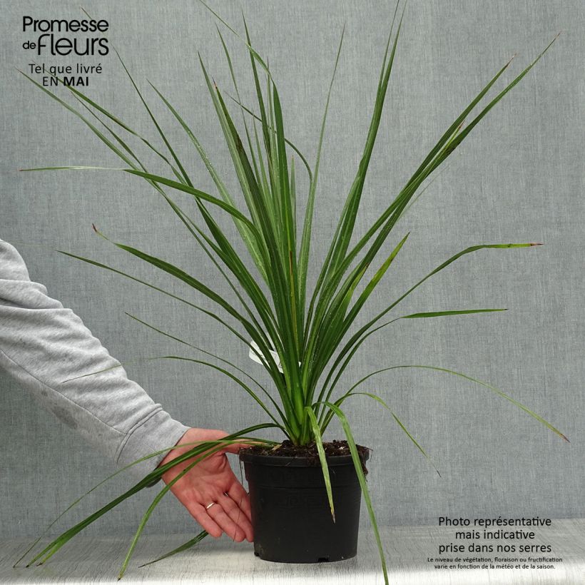 Example of Cordyline australis - Keulenlilie Topf mit 3L/4L as you get in printemps