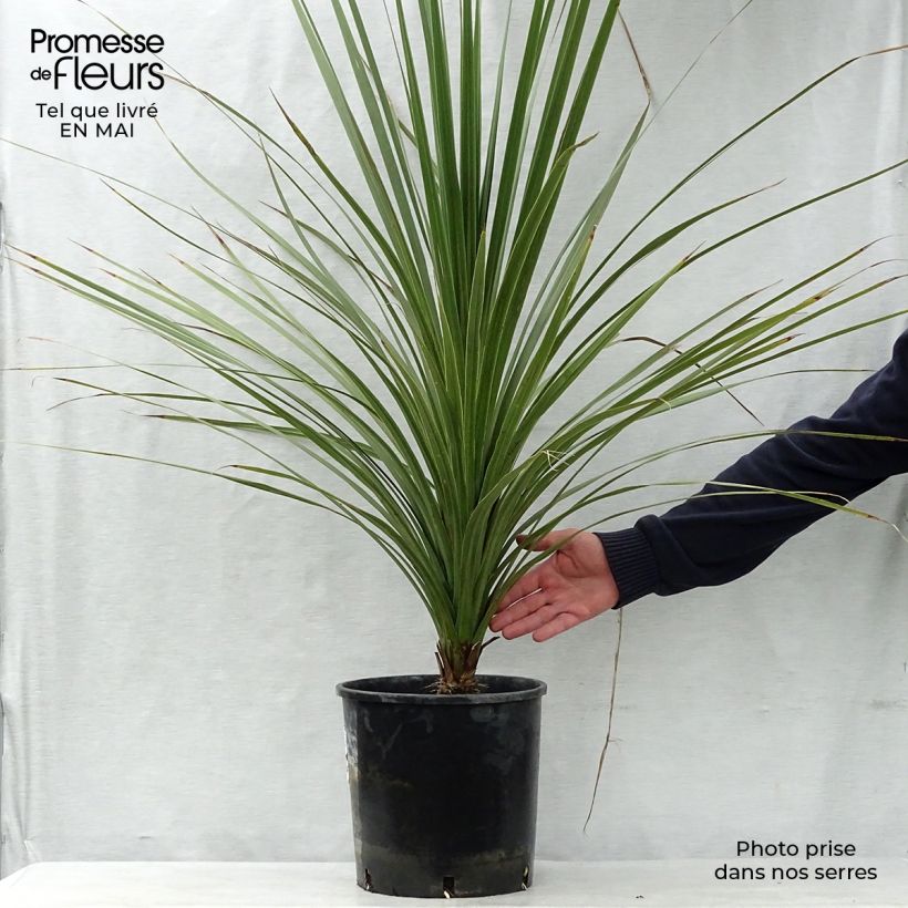 Example of Cordyline australis - Keulenlilie Topf mit 6L/7L as you get in printemps